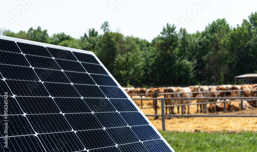 Solar panel at modern livestock farm