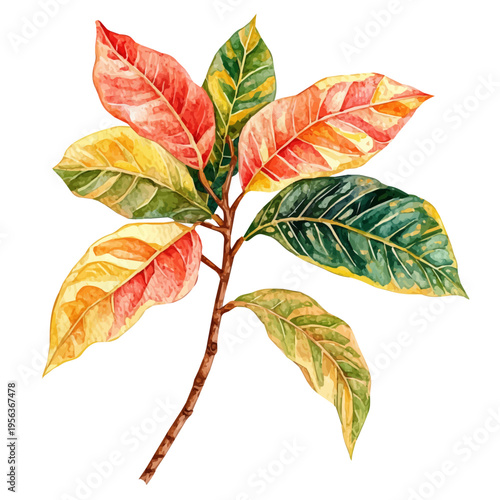 Croton Branch, watercolor painting capturing graceful lines and soft blended shades, isolated on a white background.