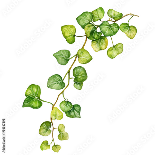 Εκτύπωση καμβά Creeping Jenny Branch, watercolor vector portraying a joyful pose with colorful highlights, isolated on a white background