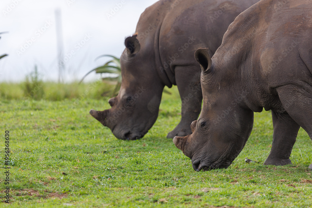 Obraz premium Two white rhinoceroses grazing on grass in African savanna