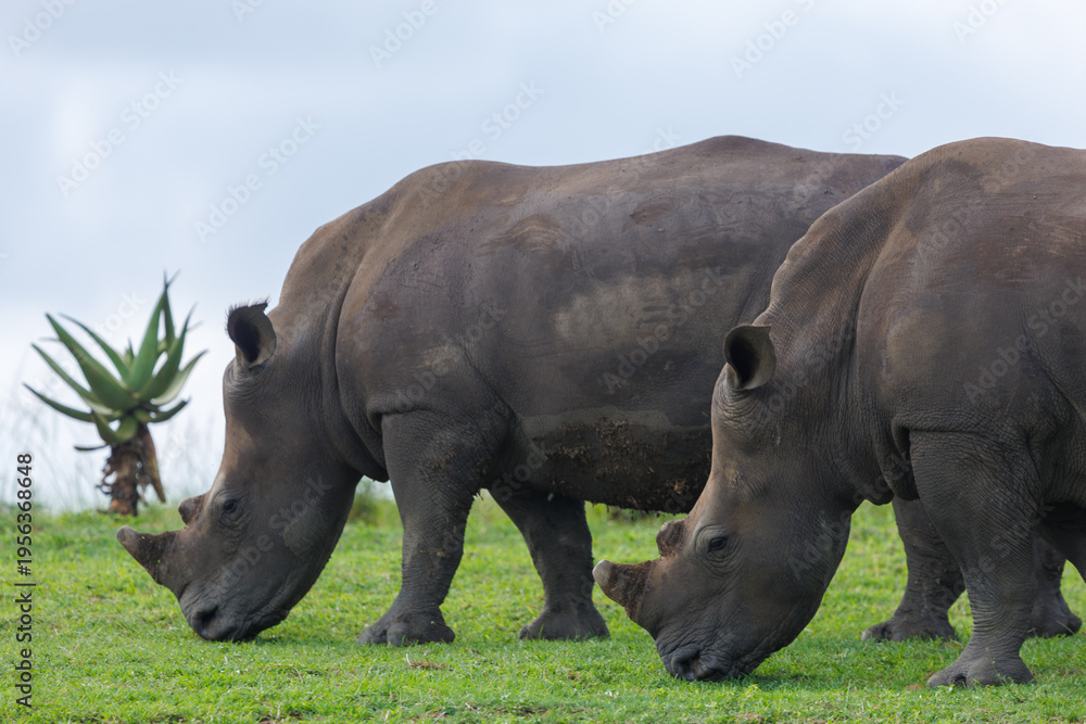 Fototapeta premium Two white rhinoceroses grazing on grass in African savanna