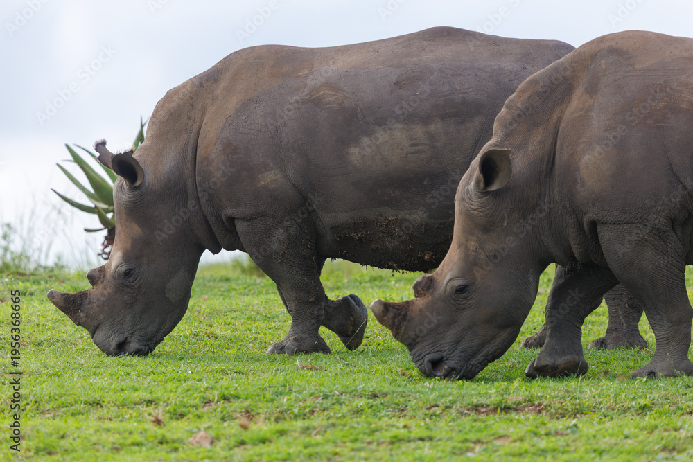 Obraz premium Two white rhinoceroses grazing on grass in African savanna