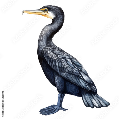 watercolor painting of Cormorant, isolated on a white background.