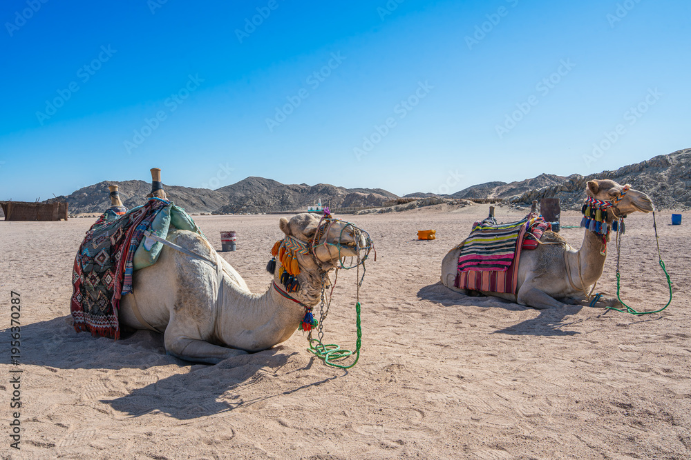 Fototapeta premium Two camels with colorful traditional saddles resting on the sand in a Bedouin village near Hurghada, Egypt, under a clear blue sky.