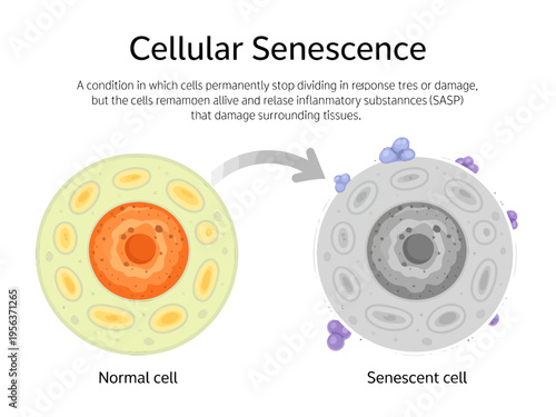 Cellular Senescence  Normal and Senescent Cells Comparison Illustration