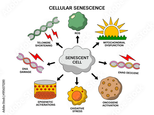 Cellular Senescence Process Diagram Illustrating Biological Mechanisms and Cellular Changes