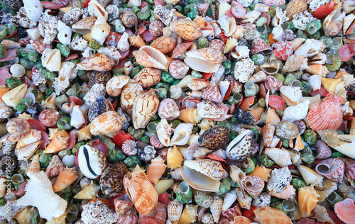 Many beautiful shells are gathered together outdoors