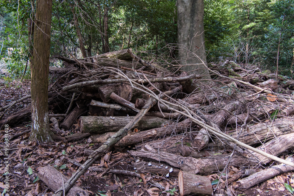 Fototapeta premium Stacked Cut Logs in Mountain Forest, Piled Timber in Natural Woodland