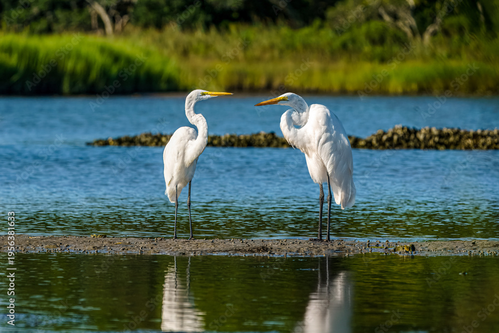 Obraz premium Snowy White Egrets in the Wetlands