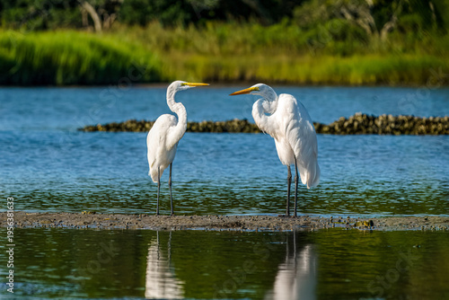 Snowy White Egrets in the Wetlands