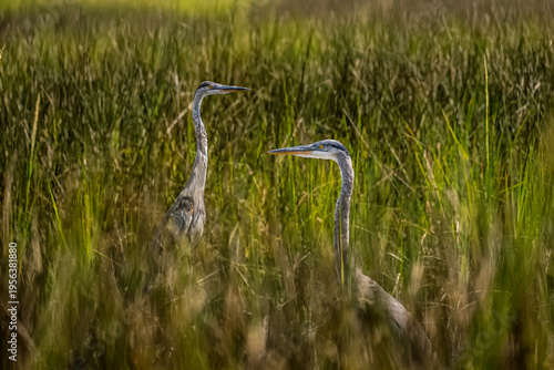 Great Blue Herons in the Marshland Grass