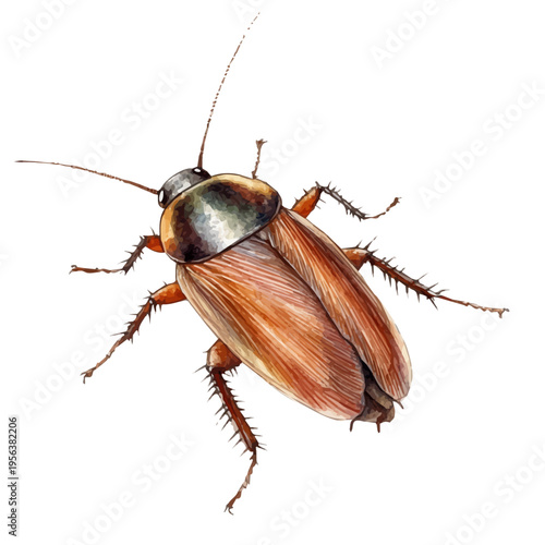 Cockroach, charming watercolor vector with soft tones and graceful design, isolated on a white background.