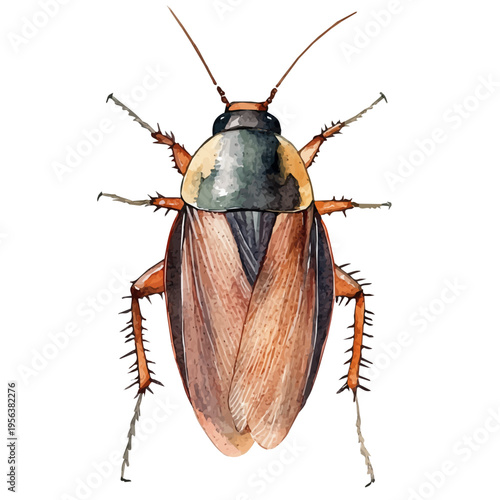 Cockroach, charming watercolor vector with soft tones and graceful design, isolated on a white background.