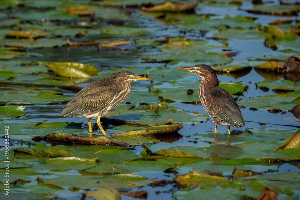 Fototapeta premium Green Herons in the Pond