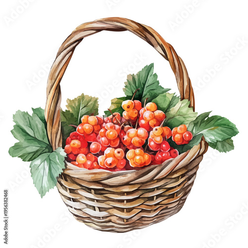 Cloudberry Basket, delicate watercolor illustration vector with soft and elegant colors, isolated on a white background.