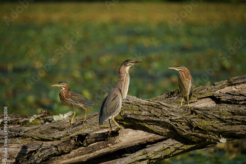 Green Heron on a Log