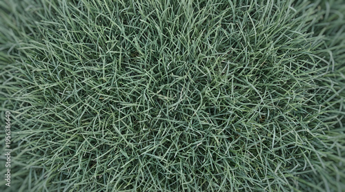 Primer plano de hierba verde fresca en la naturaleza