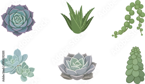 Vector Illustration Collection of Succulent Plant Illustrations