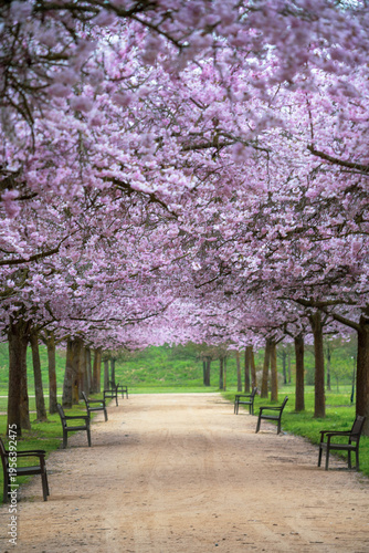 Cherry Blossom, Walking in a park in spring