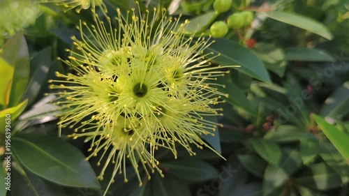Real time video 4k footage. Yellow Golden Penda flower blooming in the garden and bees are searching for nectar
