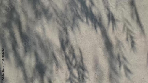 Real time video 4k footage. The shadows of leaves rustling in the wind fell upon the gray concrete wall.