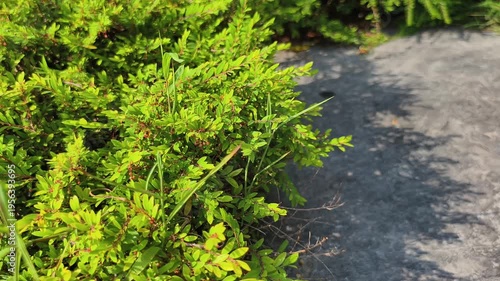 Real time video 4k footage. Lush green bushes sit beside a stone path in the morning sun