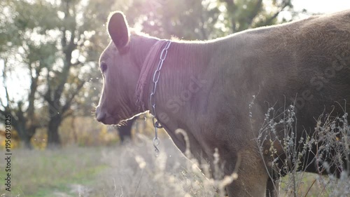 Young curious cow standing at lawn and looking calmly to something. Cute friendly animal grazing in meadow at sunny day. Cattle on pasture. Blurred background. Farming concept. Side view Slow motion