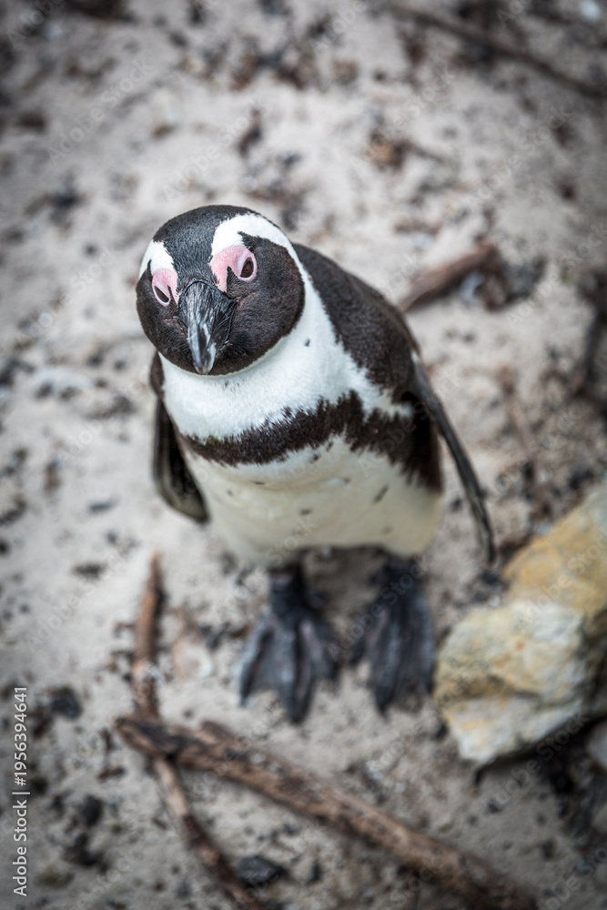 Obraz premium penguin on the beach 