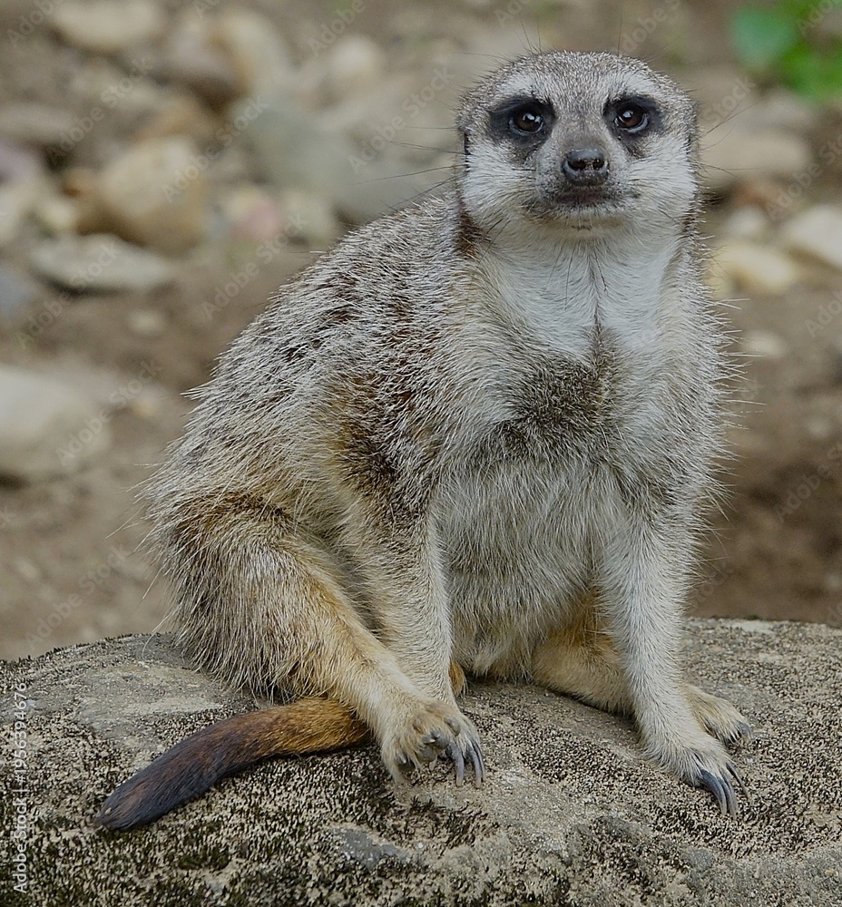Fototapeta premium Meerkat sitting on rock looking at camera in natural habitat