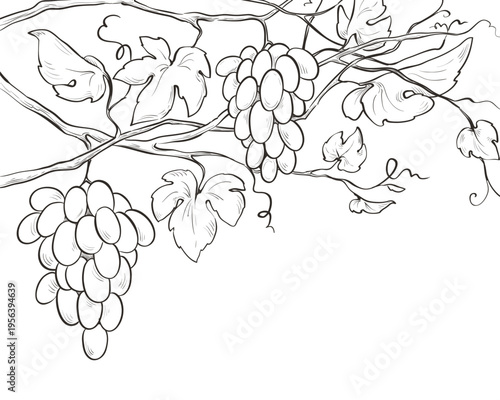 Design element for label - grapevine. Graphic vector illustration, sketch with bunches of grapes in lines, author's hand drawing.
