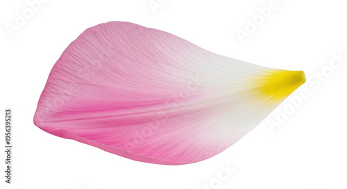 Delicate pink flower petal with yellow tip,, single petal cut out