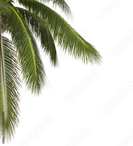 Εκτύπωση καμβά Coconut leaf isolated on transparent background
