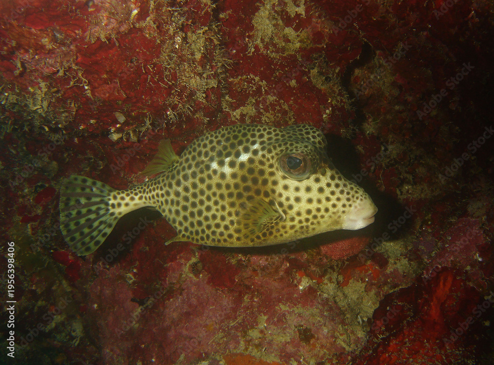 Fototapeta premium Macro Detail of Spotted Trunkfish in Dark Deep Ocean Water