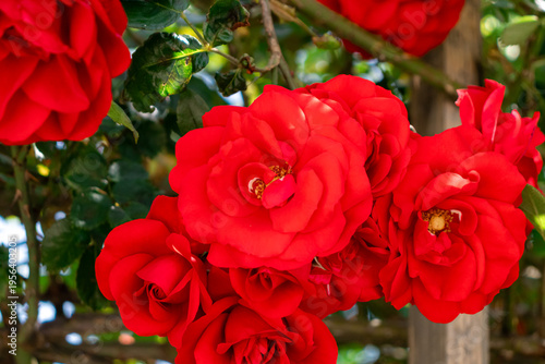 Red color Camellia japonica flower heads blooming