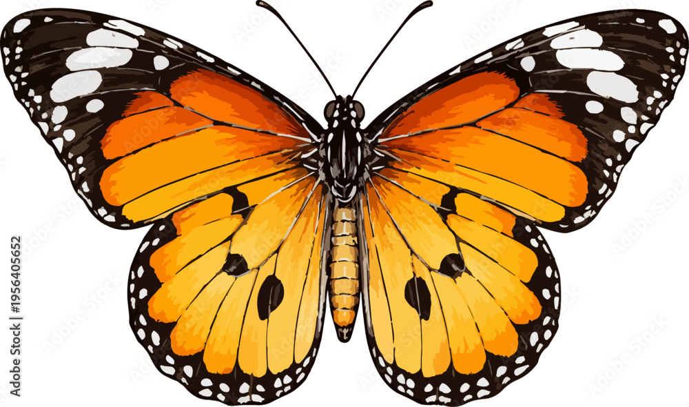 Foto Danaus chrysippus illustration art