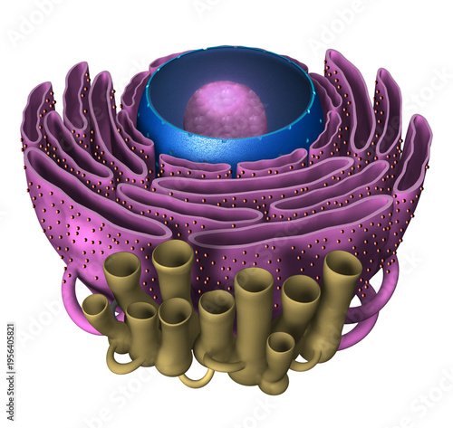 3D Rendering Illustration of a Endoplasmic Tissue and Cell Nucleus.