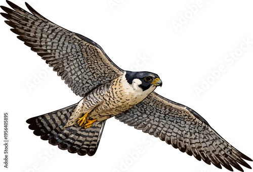 Φωτογραφία Falco peregrinus illustration art (2)