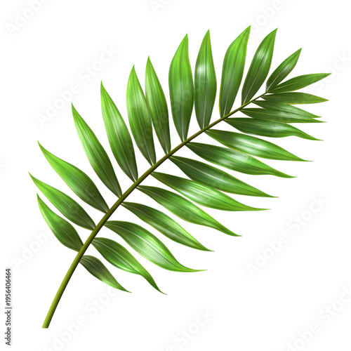 A green leaf on a transparent background with black space