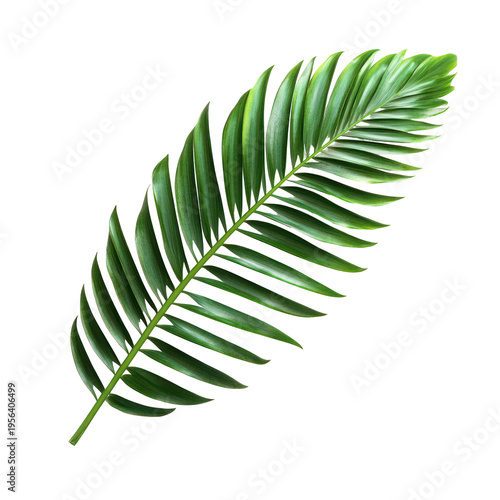 A large green leaf on transparent background