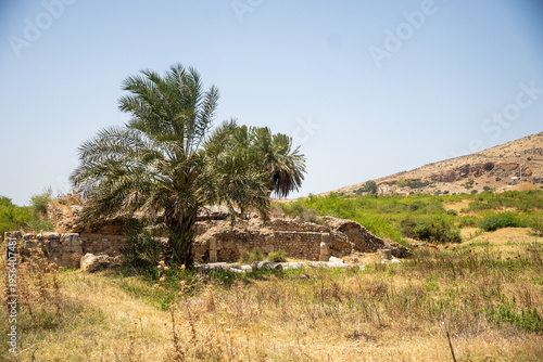 Vászonkép Palm tree growing in the ruins of Bulla Regia, outside of Jendouba, Tunisia