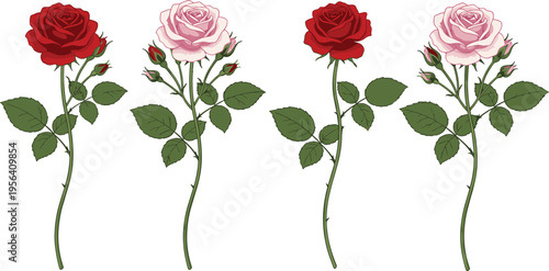 Vector illustration of red and pink rose stems with green leaves and buds for botanical and decorative floral design