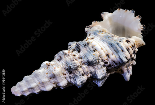 Tableau sur toile Banded murex seashell Hexaplex trunculus isolated