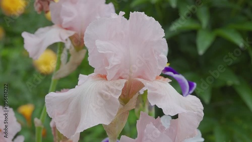close-up of a pale pink iris flower, pink iris on a blurred green garden background