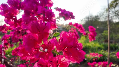 Vibrant red flowers blooming in the sunlight.