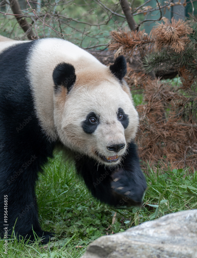 Obraz premium Giant panda walking on grass in a natural enclosure, captured in motion with detailed black and white fur and woodland background.