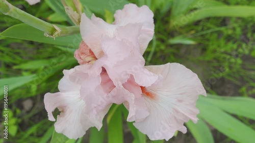 Blushing Pink Iris variety in pastel colors, A light peach iris flower with a bright orange beard