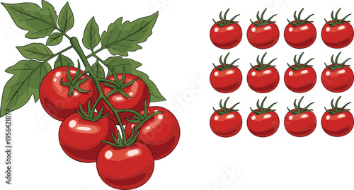 Fresh Red Tomato Set with Branch and Multiple Isolated Tomato Icons Detailed Vegetable Illustration Collection for Food Design on White Background