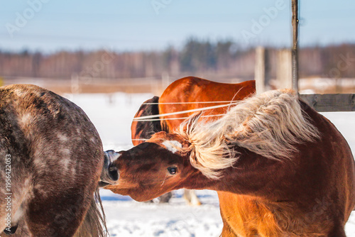 Photos horses