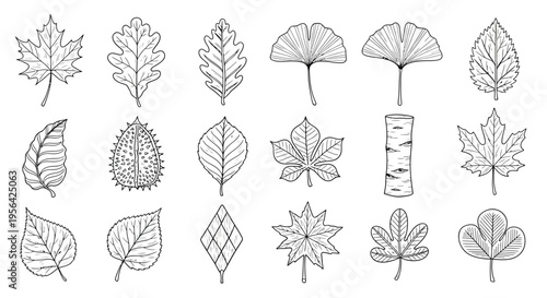 Fall Leaves Outline Doodle Icon Set, Hand Drawn Autumn Maple Oak Birch Ginkgo Leaf Sketch Vector Bundle