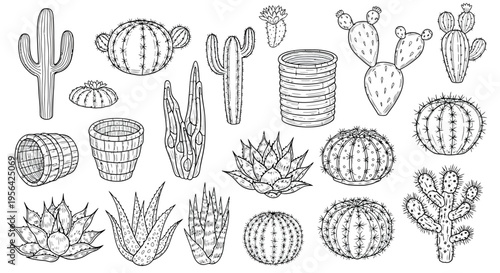 Cacti and Succulent Plants Line Drawing Collection, Hand Drawn Desert Botanical Sketch Set Vector